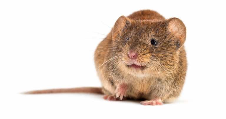 Jak pozbyć się nornicy z ogrodu – praktyczny poradnik