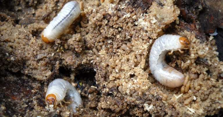 Jak pozbyć się pędraków – szkodniki w ogrodzie