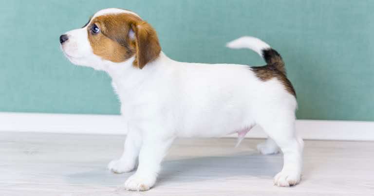 Pies macha ogonem, gdy jest szczęśliwy? To często powtarzany mit!