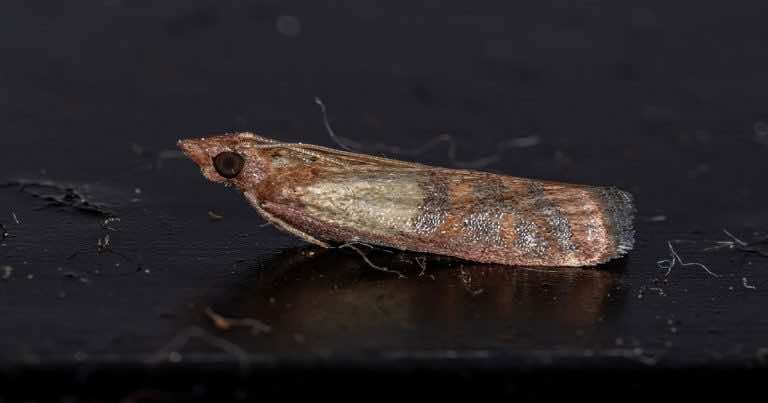 Czy mole spożywcze mogą dostawać się do domu z zewnątrz?