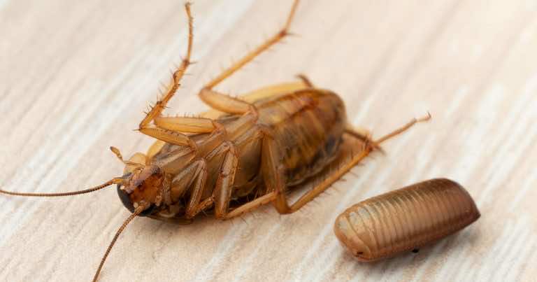 Robaki w domu – 10 insektów, które z nami mieszkają. Jak się ich pozbyć?