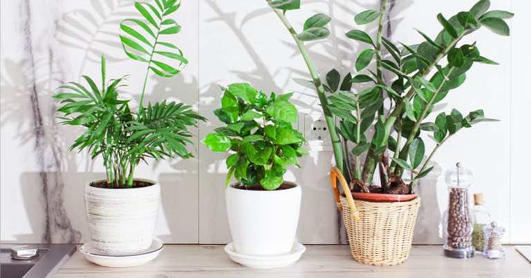 Połknięcie popularnej rośliny niemal doprowadziło do śmierci chłopca. Uważajcie jeśli macie ją w domu.