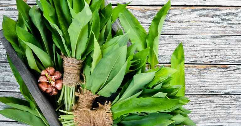 Jak suszyć czosnek niedźwiedzi?