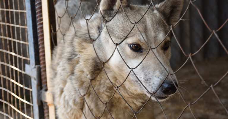 Światowy Dzień Bezdomnych Zwierząt, jak możemy im pomóc?