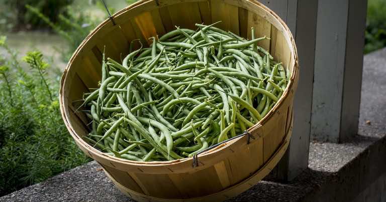 Nie popełniaj tych błędów podczas sadzenia fasoli szparagowej