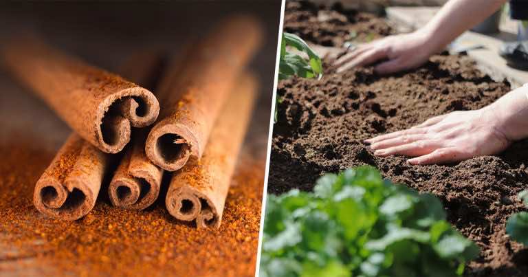 Jak wykorzystać cynamon w ogrodzie?