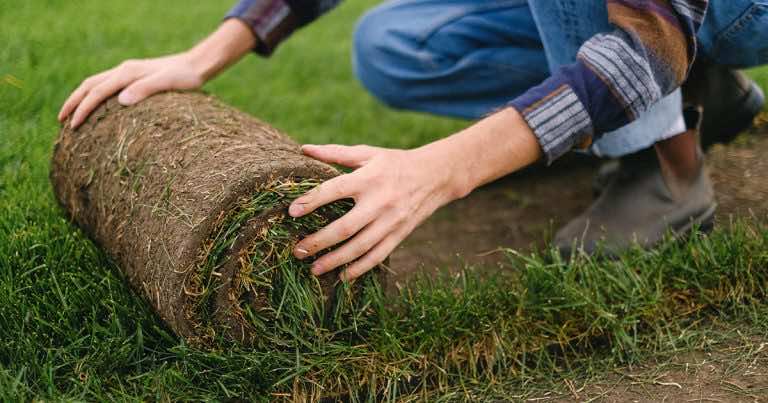 O czym trzeba pamiętać dbając o trawnik?