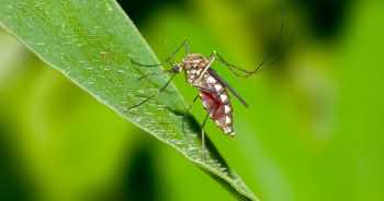 Jak pozbyć się komarów w ogrodzie – sprawdzone sposoby