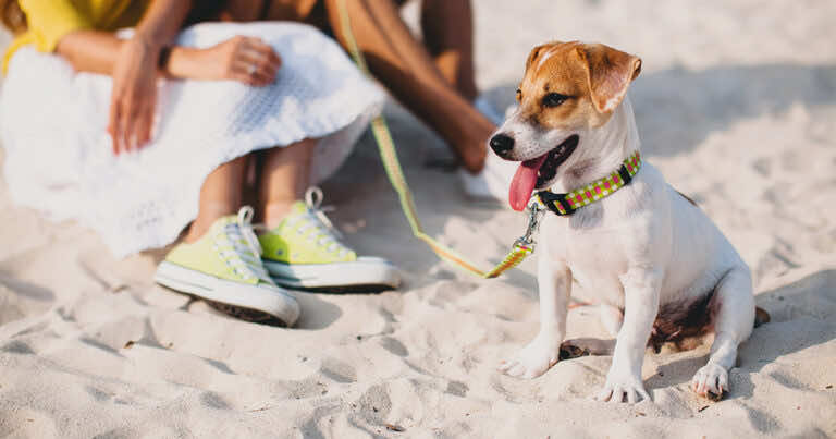 Jaką opiekę zapewnić psu podczas upałów?