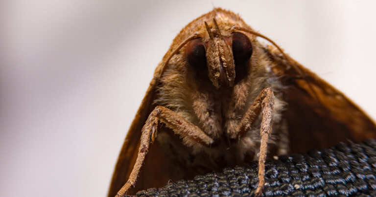 Mole ubraniowe – jak się z nimi rozprawić?