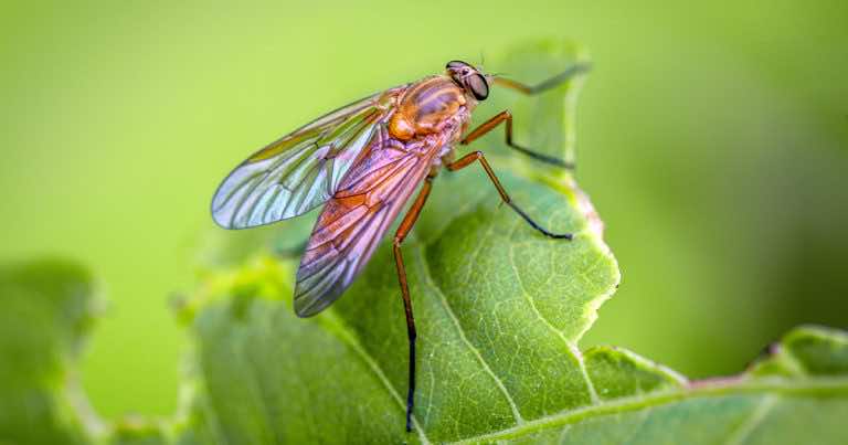 Rośliny, które odstraszają muchy