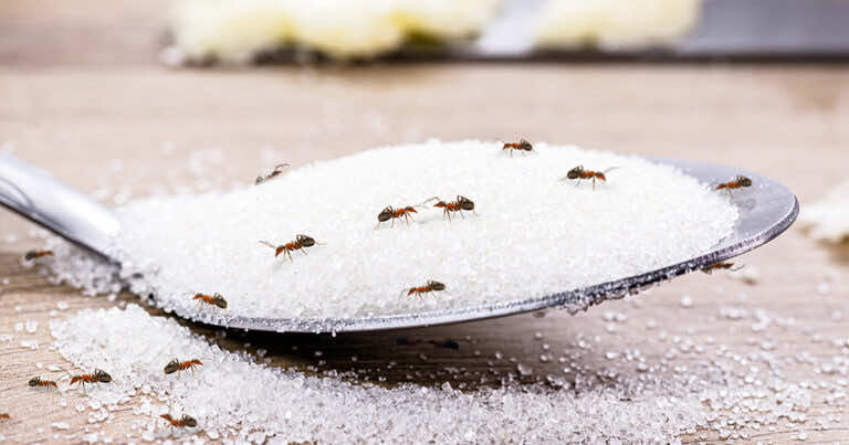 Znalazłaś mrówki w domu? Zobacz, jak się ich pozbyć.