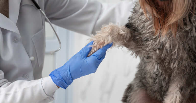 Tak wyglądają poparzone przez chodnik łapy psa. Uważaj na swojego czworonoga!