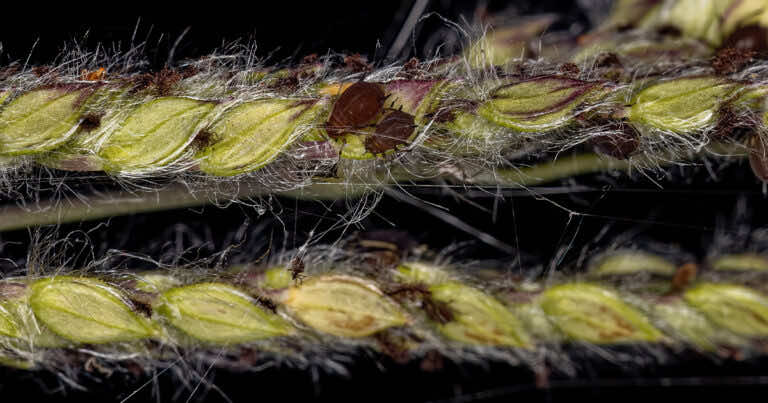 Domowy sposób na mszyce