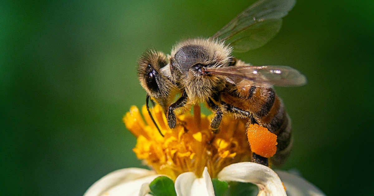 Ogród przyjazny dla pszczół – jakie rośliny zasadzić?