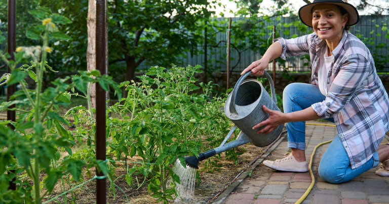 Jak poprawnie podlewać pomidory?