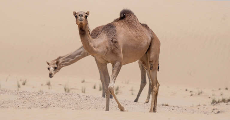 Do tej pory myśleliście, że wielbłąd w garbie przechowuje wodę? To nie jest prawdą!
