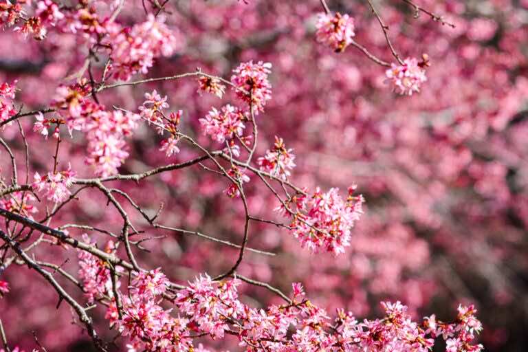 Wiśnie czy czereśnie – które wybrać do ogrodu?