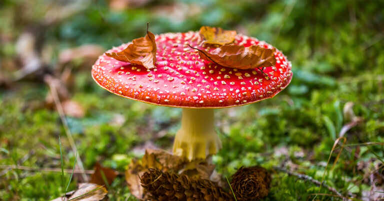 Lasy Państwowe ostrzegają przed niebezpieczną modą JEDZENIA MUCHOMORÓW