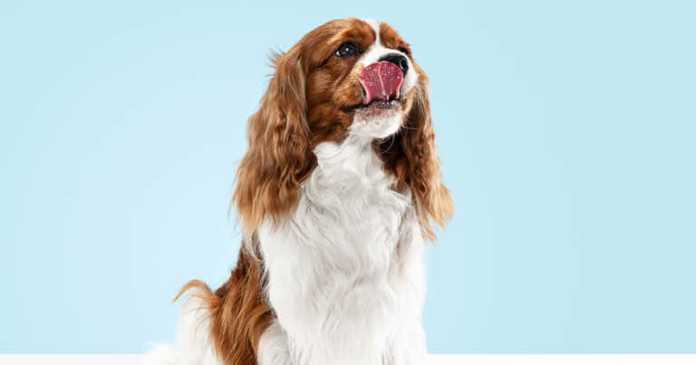 Co oznacza „pies na kolanka”? Nie to, co myślisz!