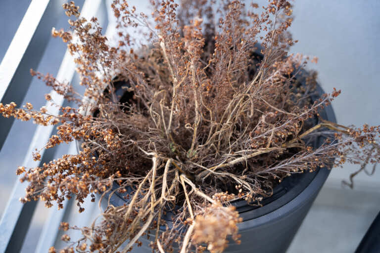 Wrzos usechł? Nie wyrzucaj go! Zobacz, co zrobić.