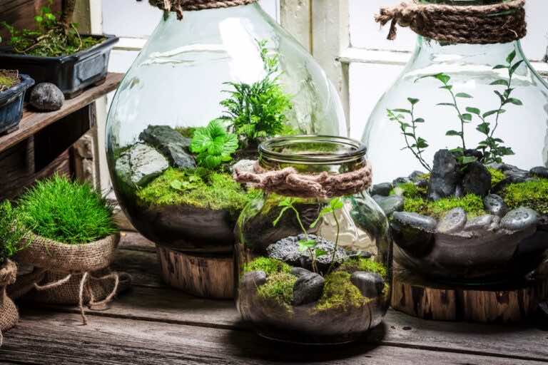 Las w słoiku – jak go założyć?