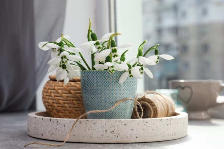 Przebiśnieg – jak uprawiać go w doniczce?