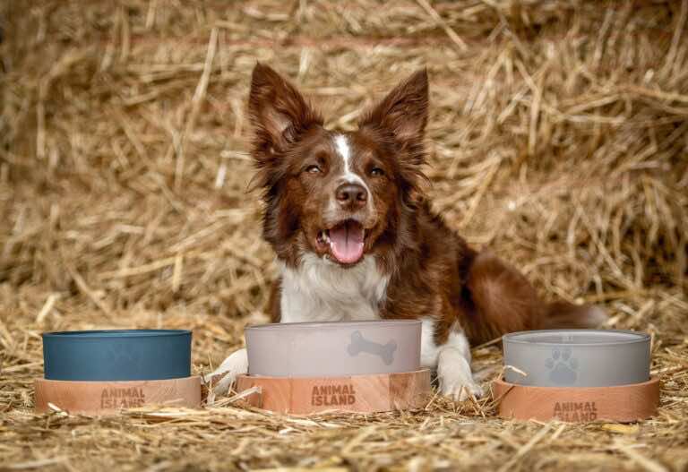 Sucha karma dla psów – wady i zalety