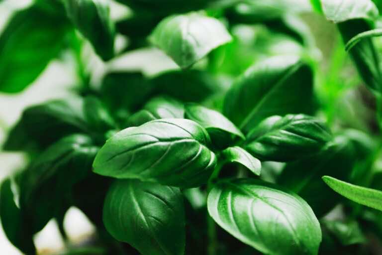Jak dbać o bazylię w doniczce