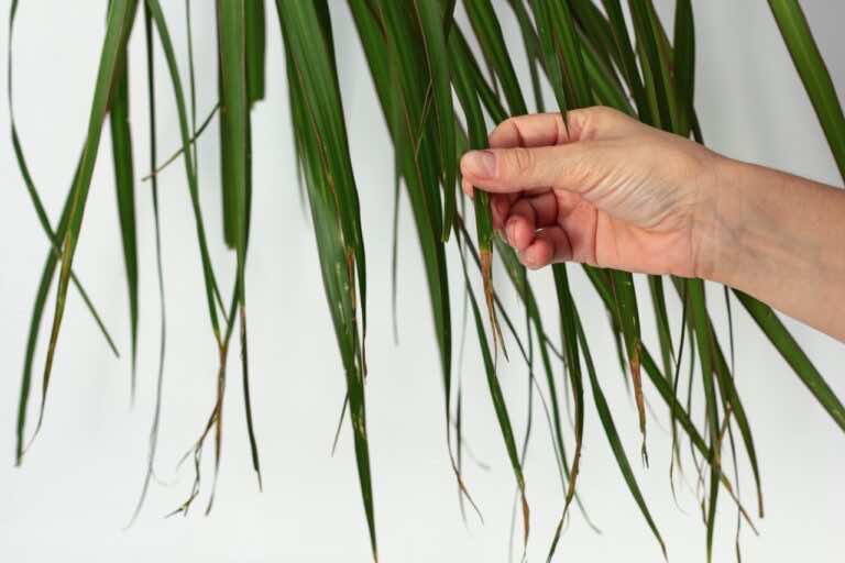 Co zrobić, aby dracena nie gubiła liści?