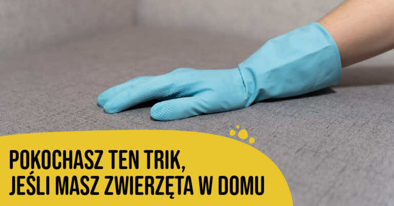 Jeśli masz w domu zwierzęta, pokochasz ten trik z gumową rękawiczką
