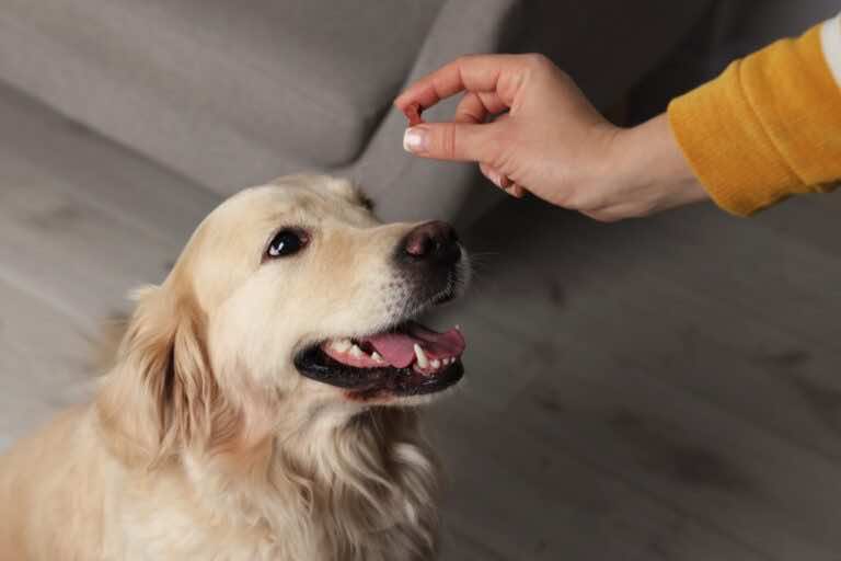 Jak podać psu tabletkę? Sprawdzone triki