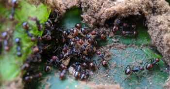 Jak wypędzić mrówki z ogrodu? Wystarczy przyprawa, którą masz w kuchni