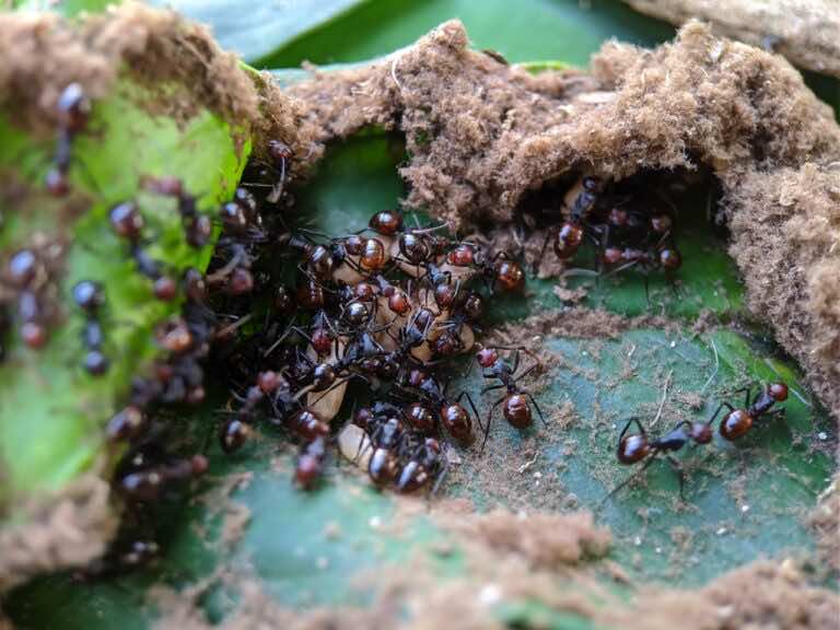 Jak wypędzić mrówki z ogrodu? Wystarczy przyprawa, którą masz w kuchni