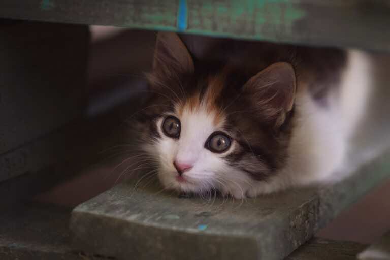 Jak uspokoić zestresowanego kota?