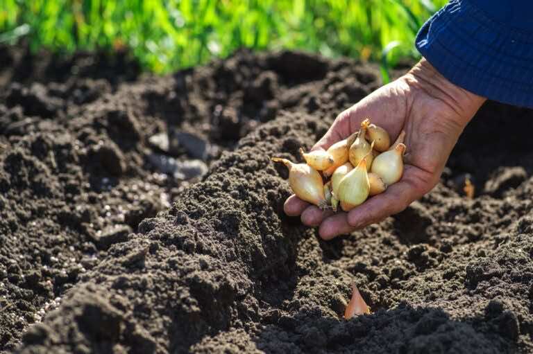 Kiedy sadzić dymkę?