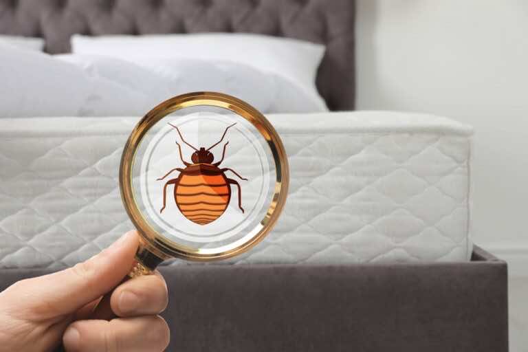 Pluskwy w materacu – domowe sposoby na pluskwy. Jak zwalczyć pluskwy w materacu