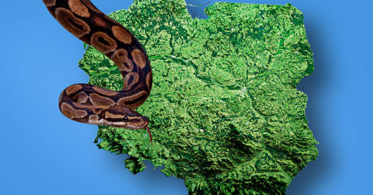 Te węże możesz spotkać w Polsce. Zobacz, co warto o nich wiedzieć!