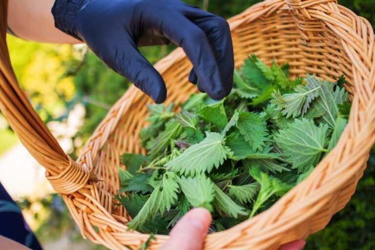 Nasze babcie ją parzyły, a zachować zdrowie. Wykorzystaj ten naturalny produkt