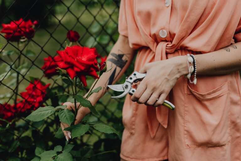Kiedy zacząć przycinać róże na wiosnę?