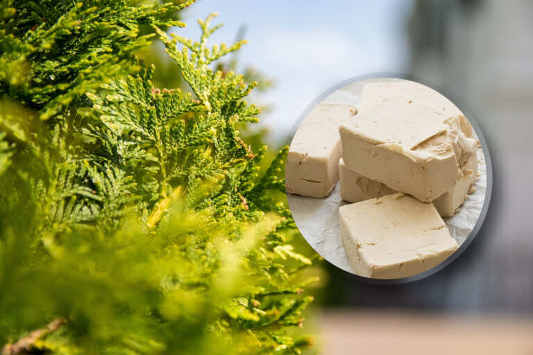 Podlewanie tui drożdżami, aby szybko rosła. Poznaj ten sposób