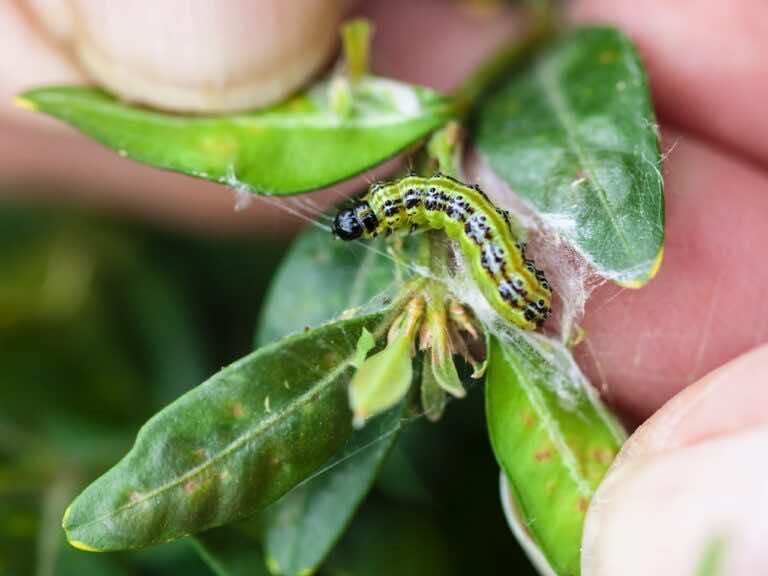 Przepis na oprysk na ćmę bukszpanową