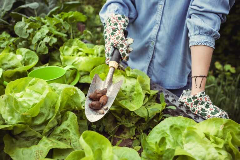 Ta pułapka skutecznie pomoże Ci się pozbyć ślimaków z ogrodu