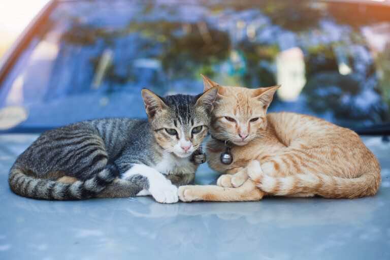Co zrobić, aby koty nie chodziły po samochodzie