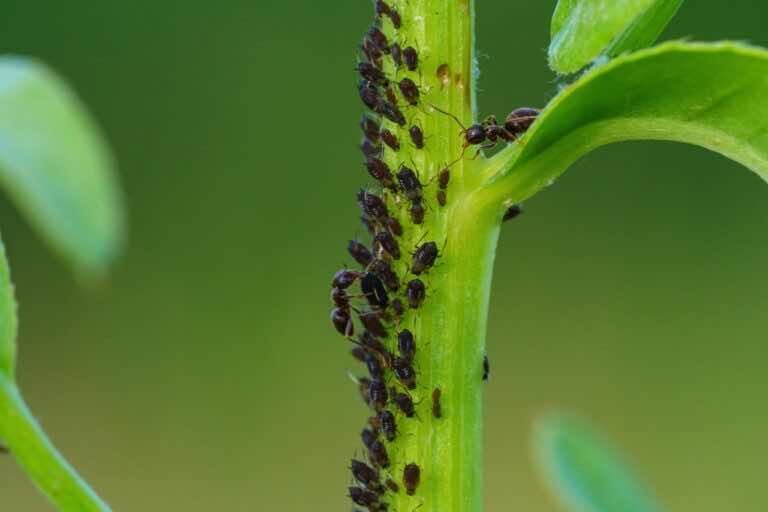 Mszyce atakują twoje rośliny? Wypróbuj te domowe sposoby