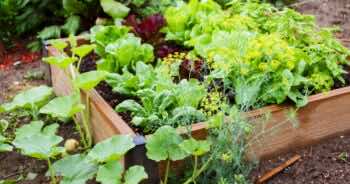 Jak często podlewać ogródek warzywny?