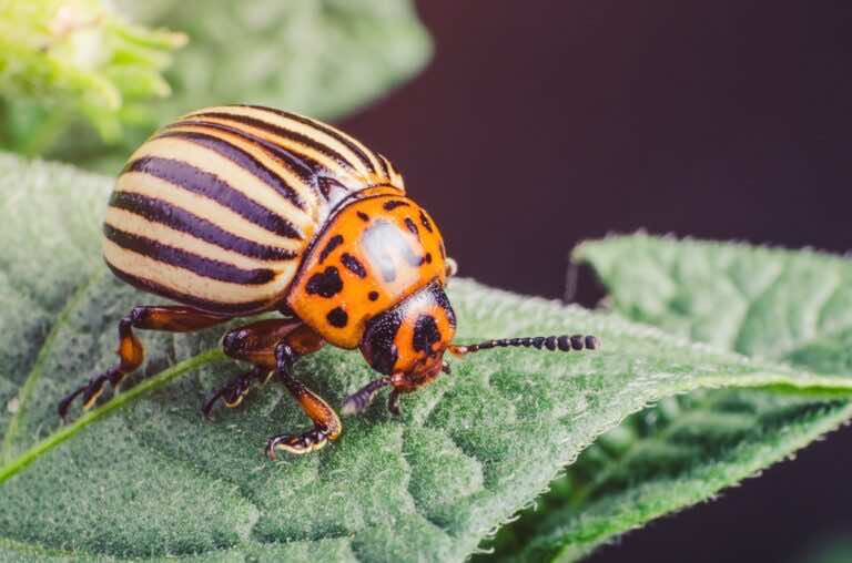 Jak skutecznie pozbyć się stonki ziemniaczanej?