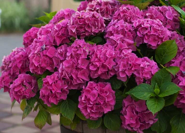 Najlepszy sposób, na podlewanie hortensji. Będą kwitły jak szalone