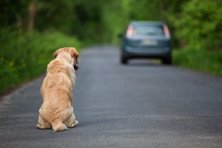 Wakacje? Nie porzucaj psa! 5 pomysłów na zapewnienie mu opieki