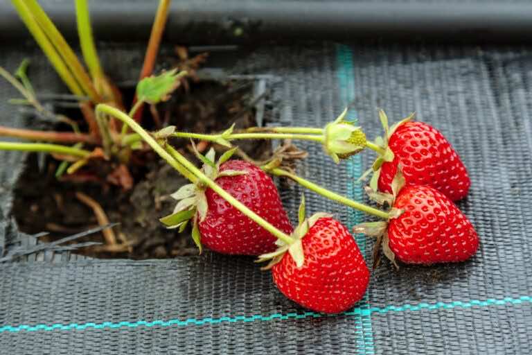 Czym jest ściółkowanie truskawek i jak to robić?
